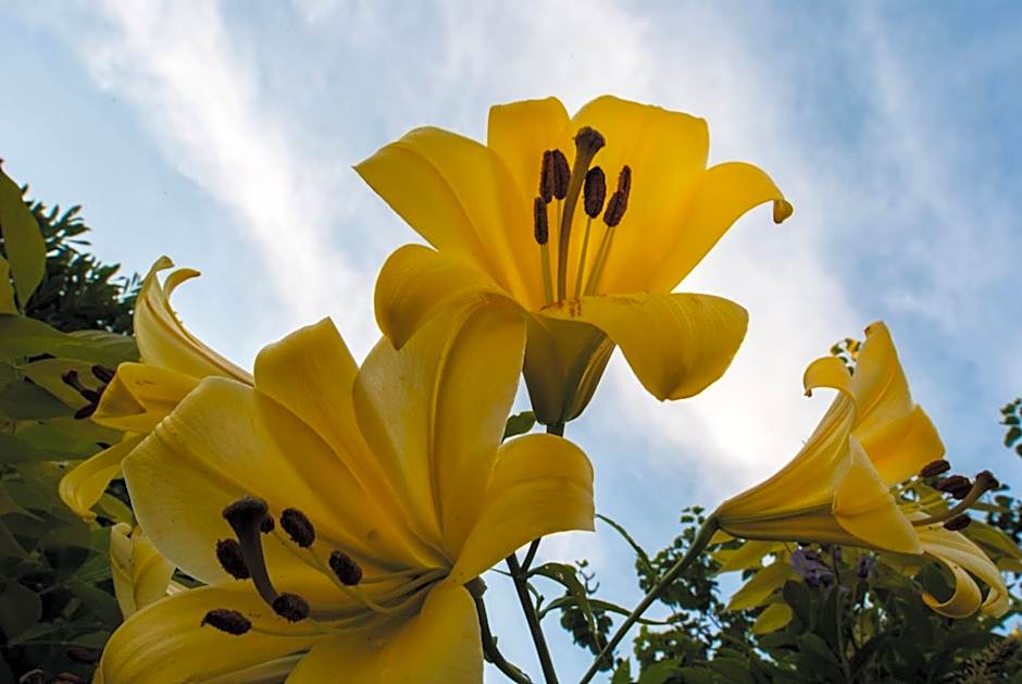 Hôtel Le Haut des Lys