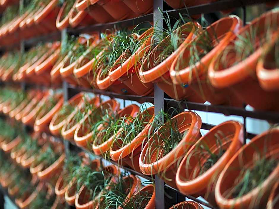 The Solitaire Express