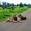 Foxy Crocodile Bush Lodge & Kruger Safaris
