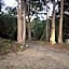 Forest view bungalow