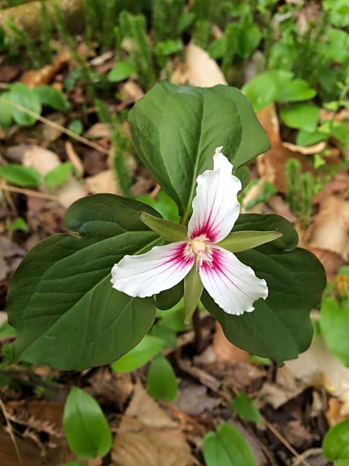 Robert Frost Mountain Cabins