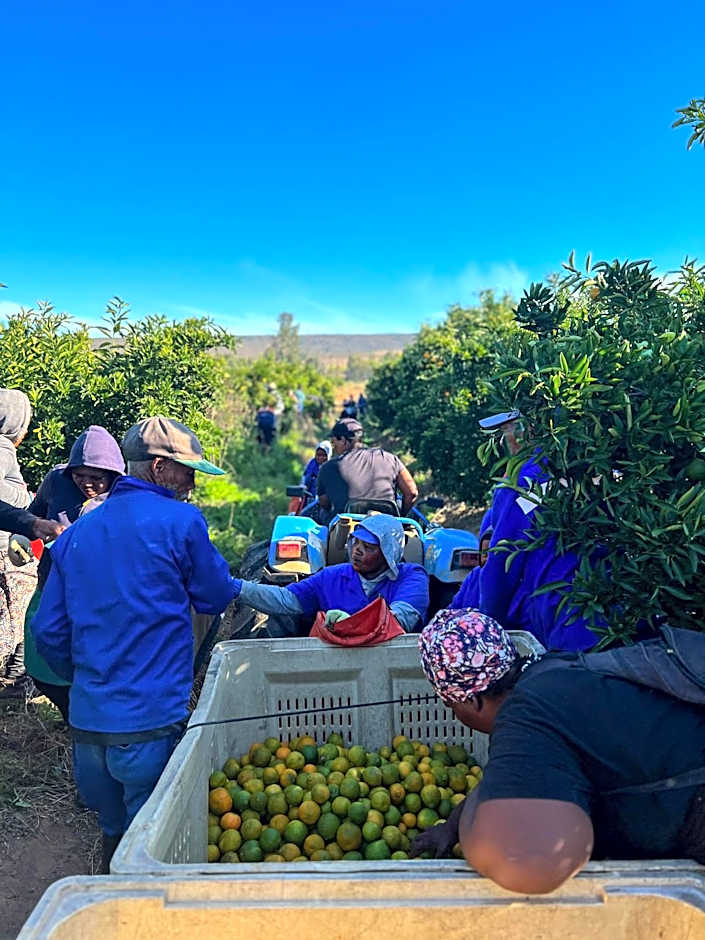 Simbavati Cederberg Ridge