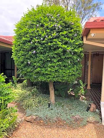 Muswellbrook Motor Inn