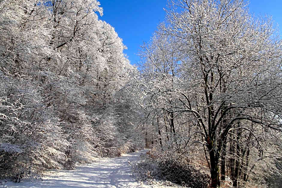 Waldhotel Schinkenwirt