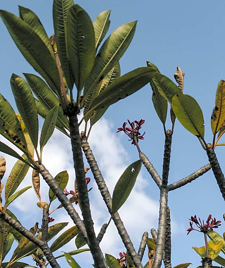 Hotel Vegano Bona Espero