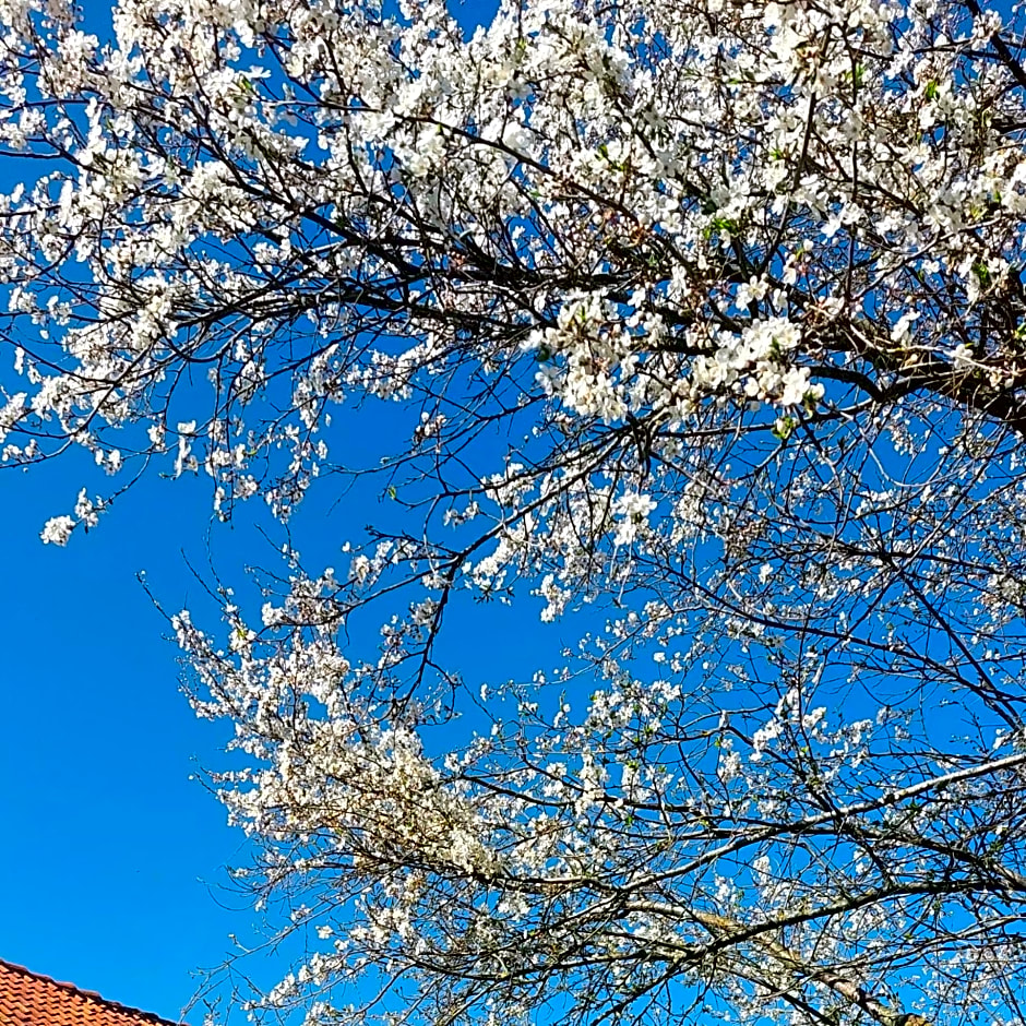 Dom na Mazurach Pilec