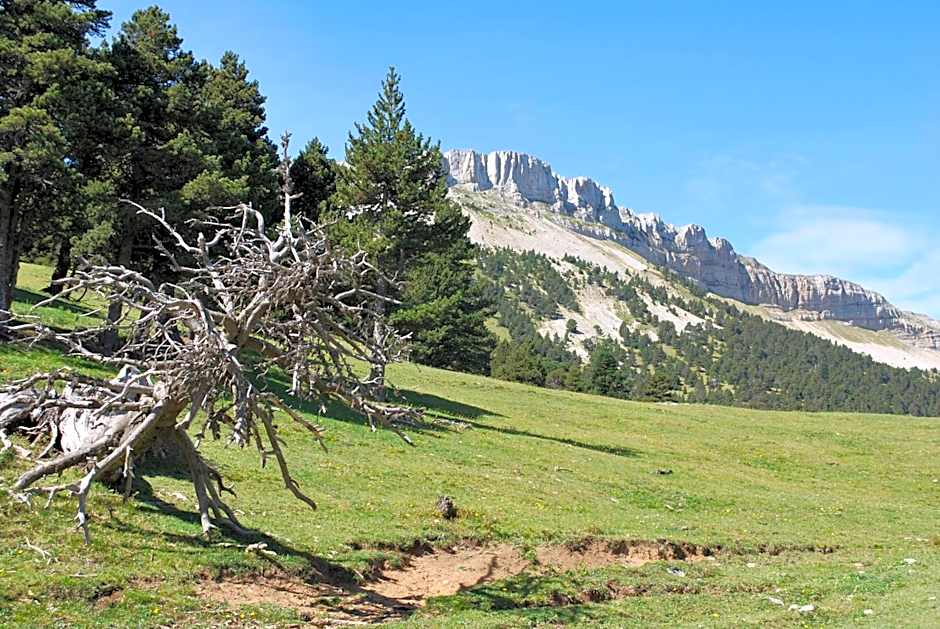 Le Sareymond