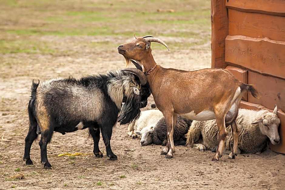 Feniks Agro&Spa Adults Only