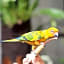 Aviary Bintaro