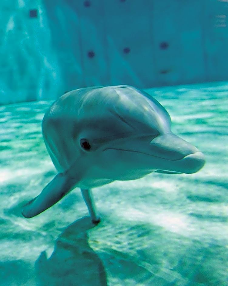 Candlewood Suites Safety Harbor By IHG