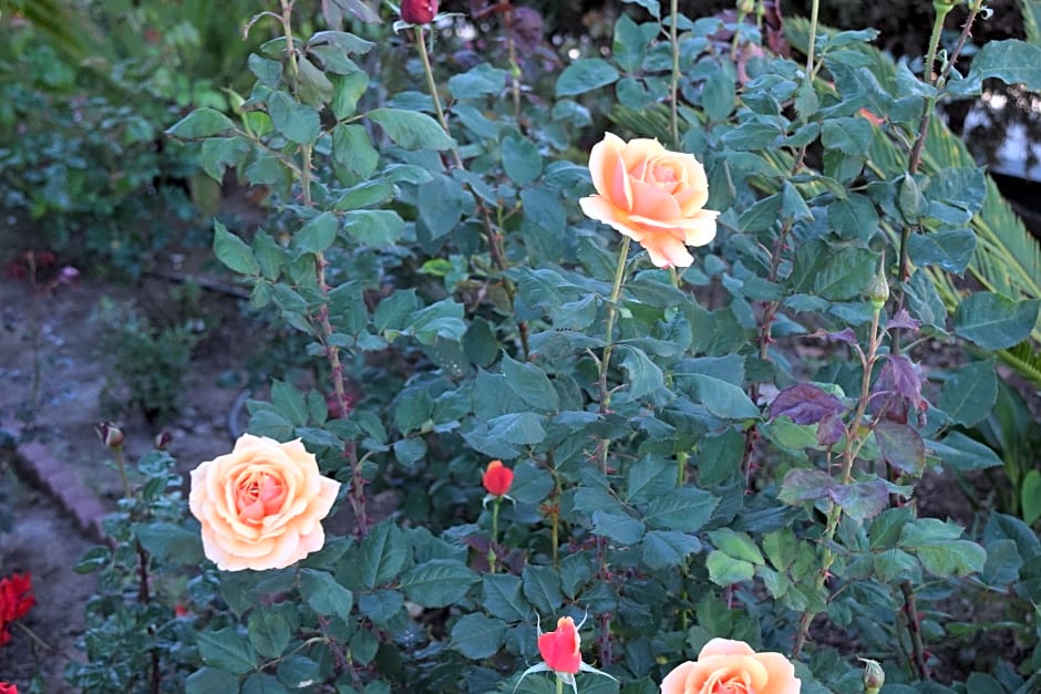Rose Garden Inn