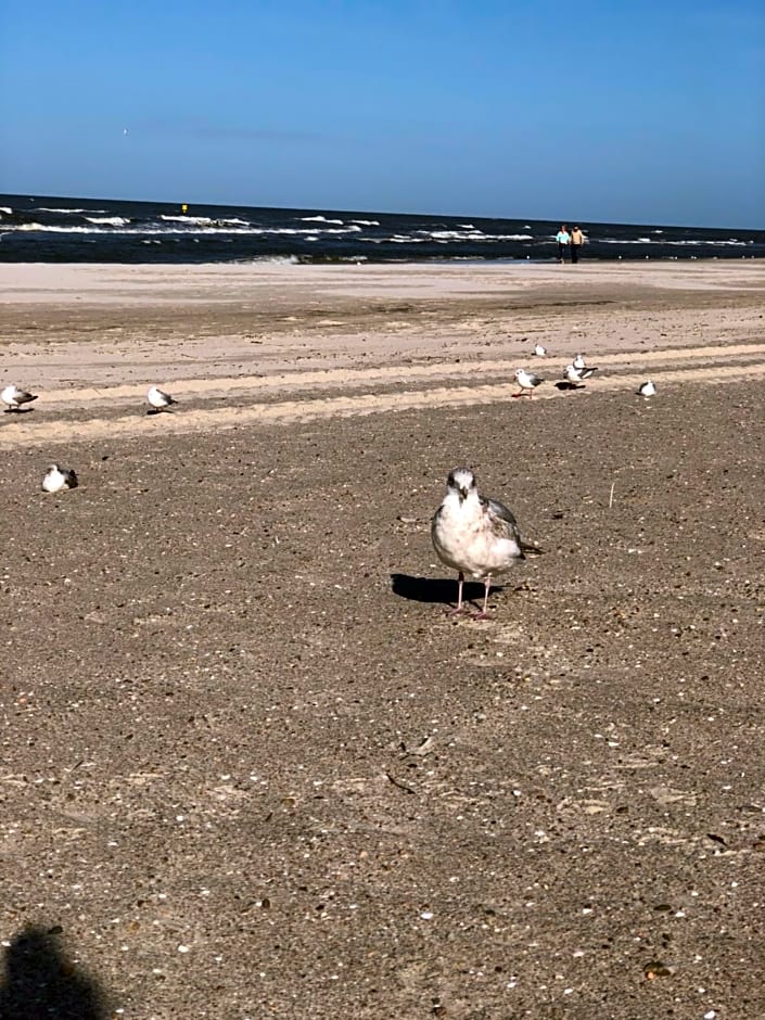 Nadmorski zakątek 2