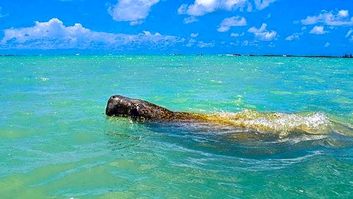 Pousada Villa Marceneiro Beach