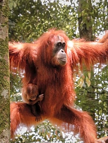 Sumatra Jungle Trek In & Orangutan Trips