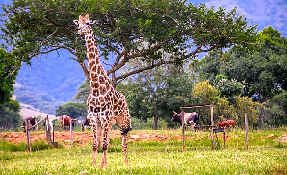 Caracal Lodge