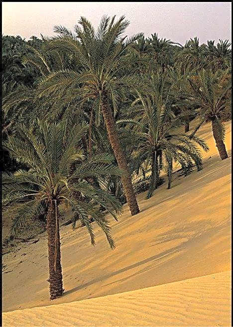 Western Desert Hotel & Safari