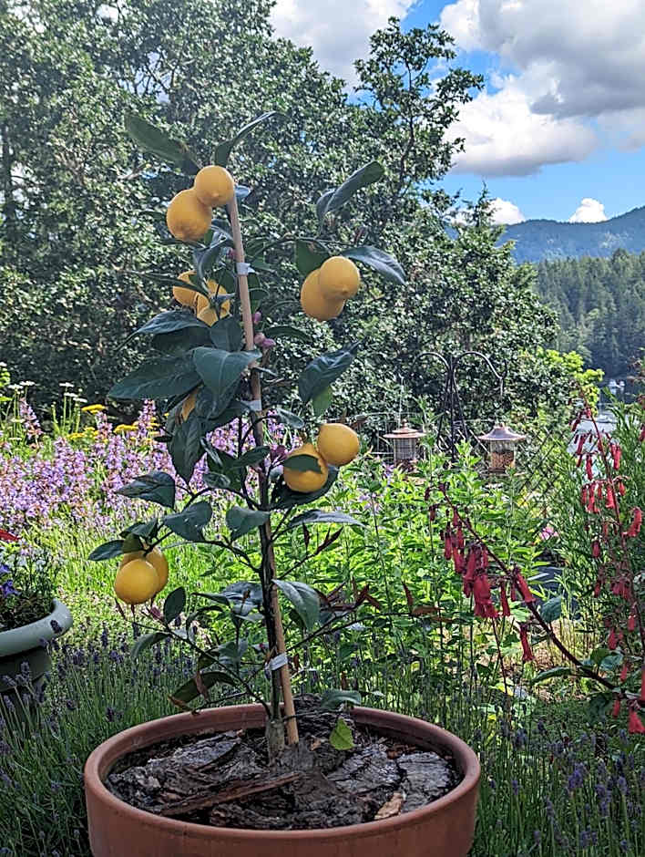 Maple Rise Guesthouse