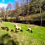 Chambre Cévennes: Piscine, lamas, rivière