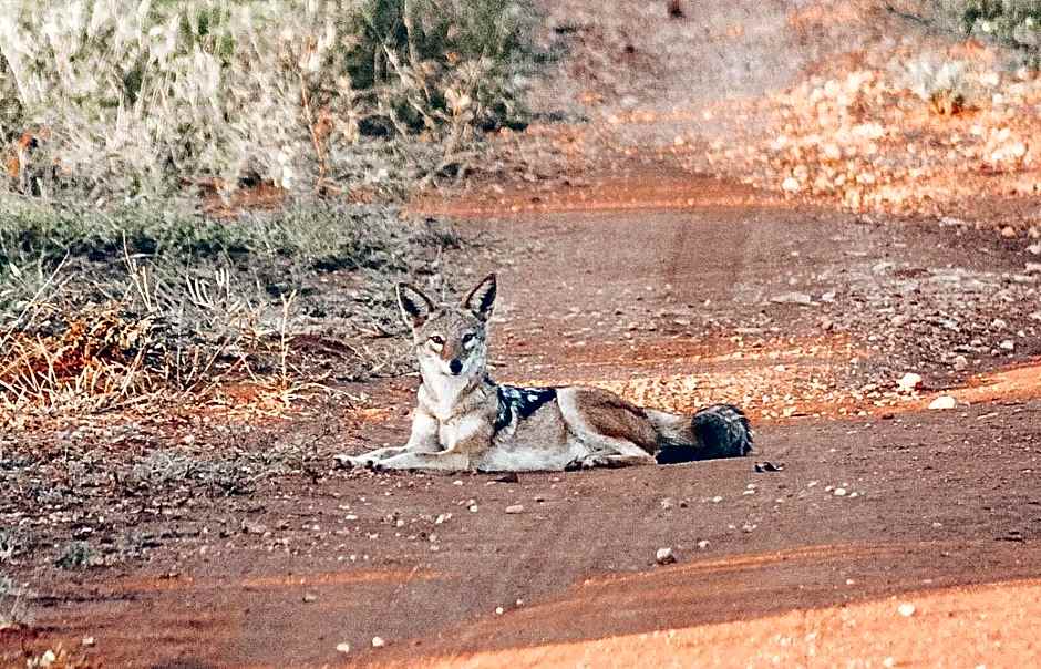 Baluleni Safari Lodge