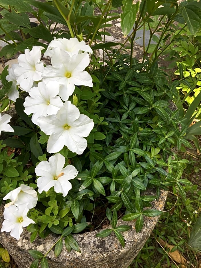 B&B Chambre de Julie Le Jardin