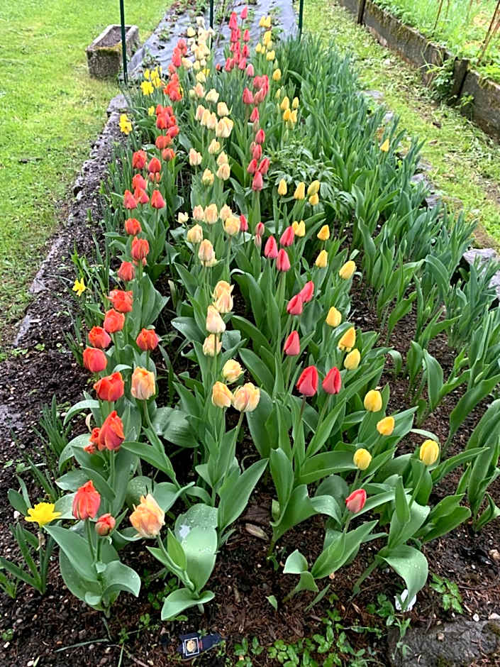 Apartment Hotel Elvis