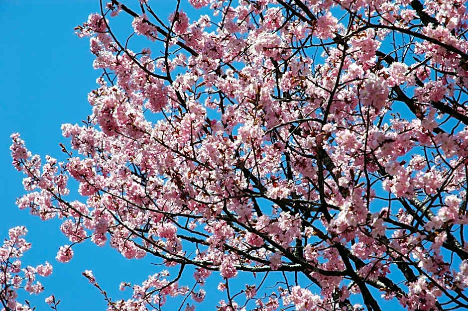 Nakao Kogen Hotel Kazaguruma