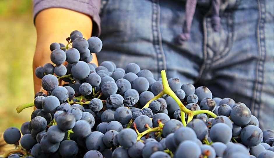 Quinta Do Crestelo Aparthotel