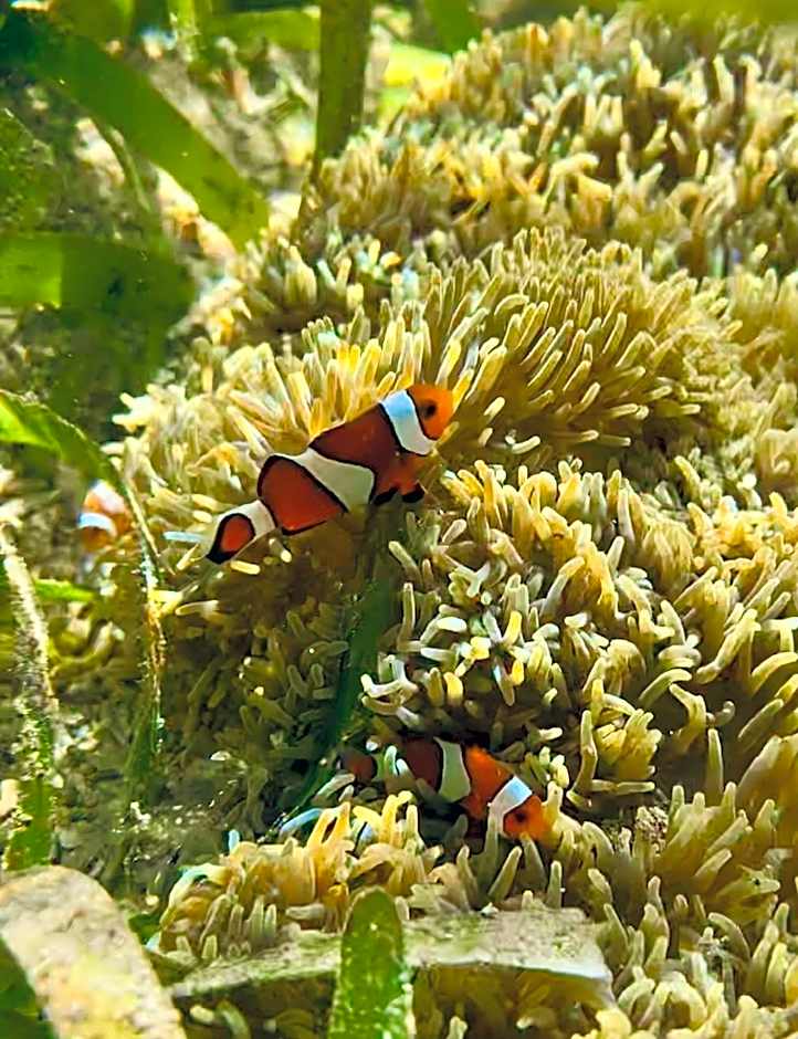 Miley Lodging Restobar