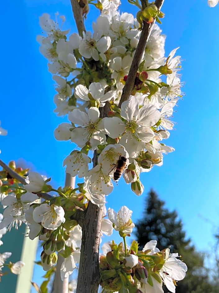 Eichenhof Hotel Garni