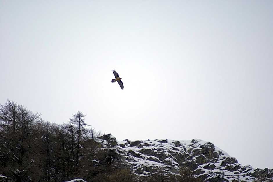 Albergo Boule de Neige