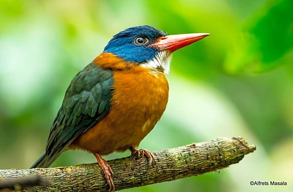 Tangkoko Ranger Homestay