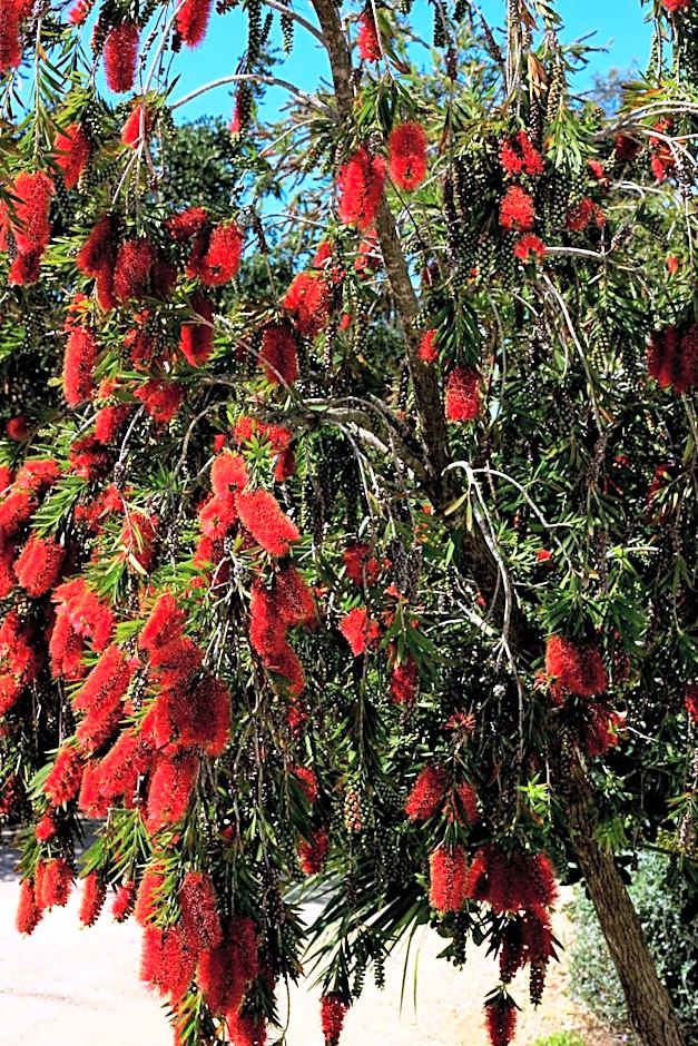 Residence Hotel Monte Ricciu