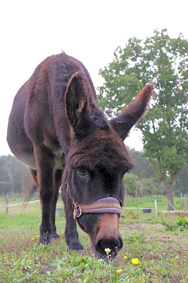 Little Creek - Lodges in het natuurgebied