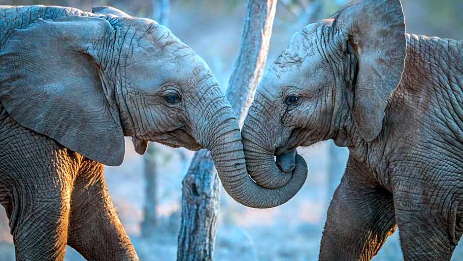 Simbavati River Lodge