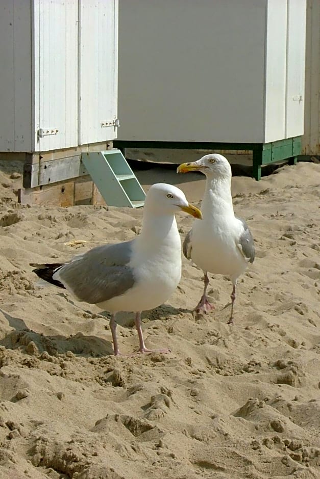 studio B&B Zeeuws licht