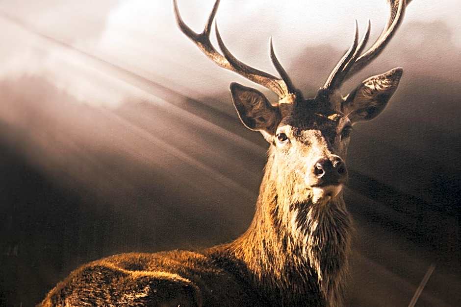 Hotel Petit Tournalin