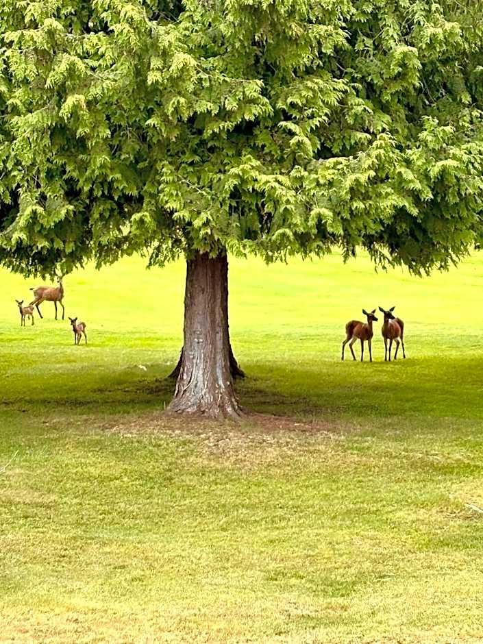 Oceanside Manor - Golf Course View