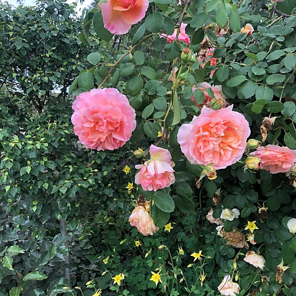 Barklysuites Apartments