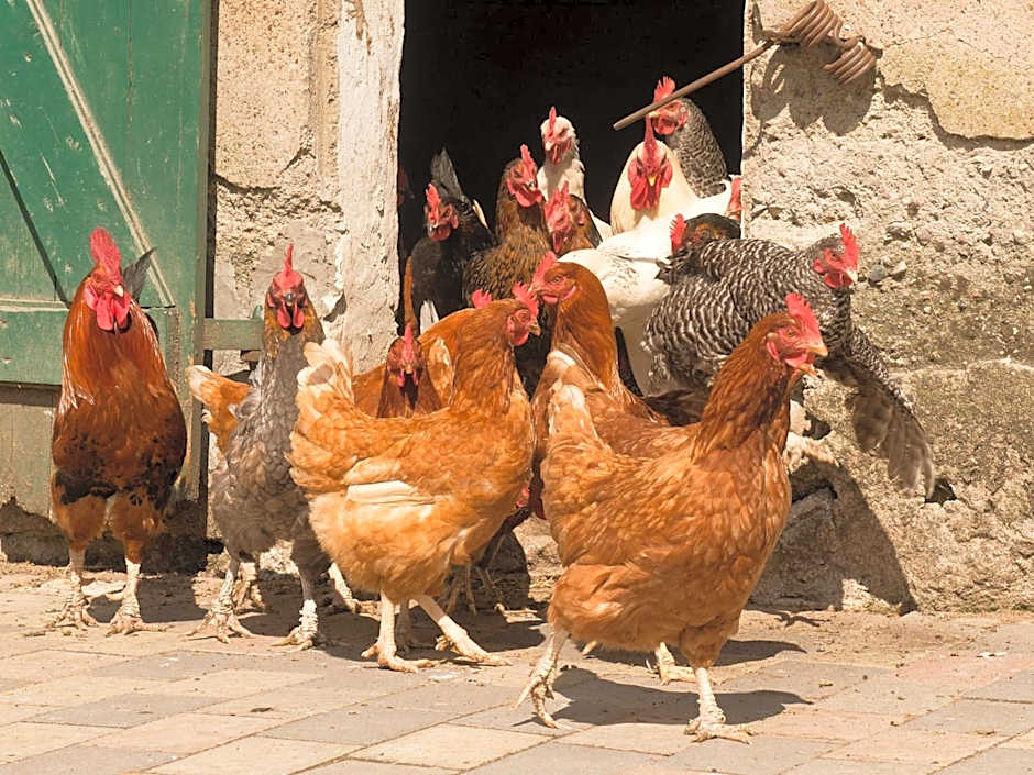 Landgasthof Kasch - Hotel und Restaurant