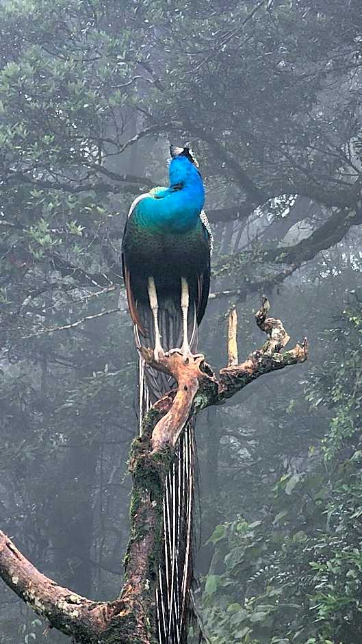 Ibex Resorts, Valparai Mistly