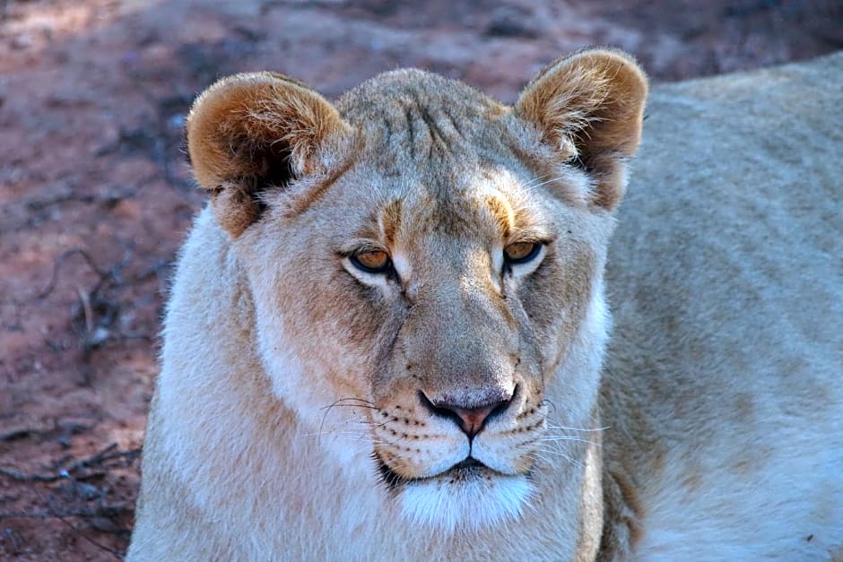 Buffelsdrift Game Lodge and Hotel