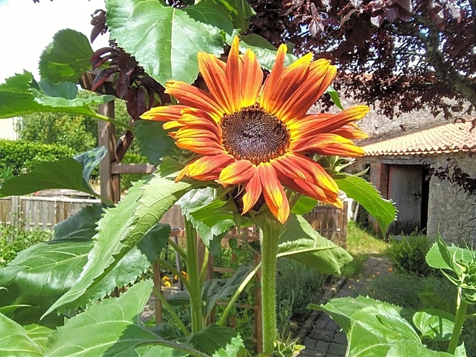 Les Tournesols