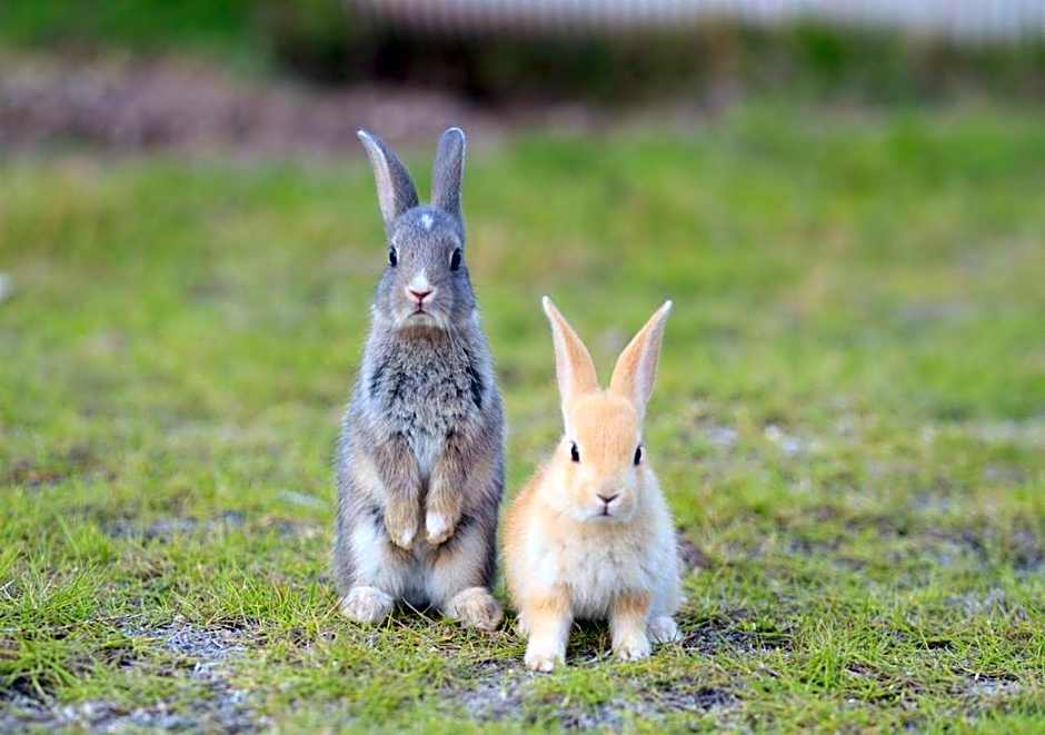 Kyukamura Ohkunoshima