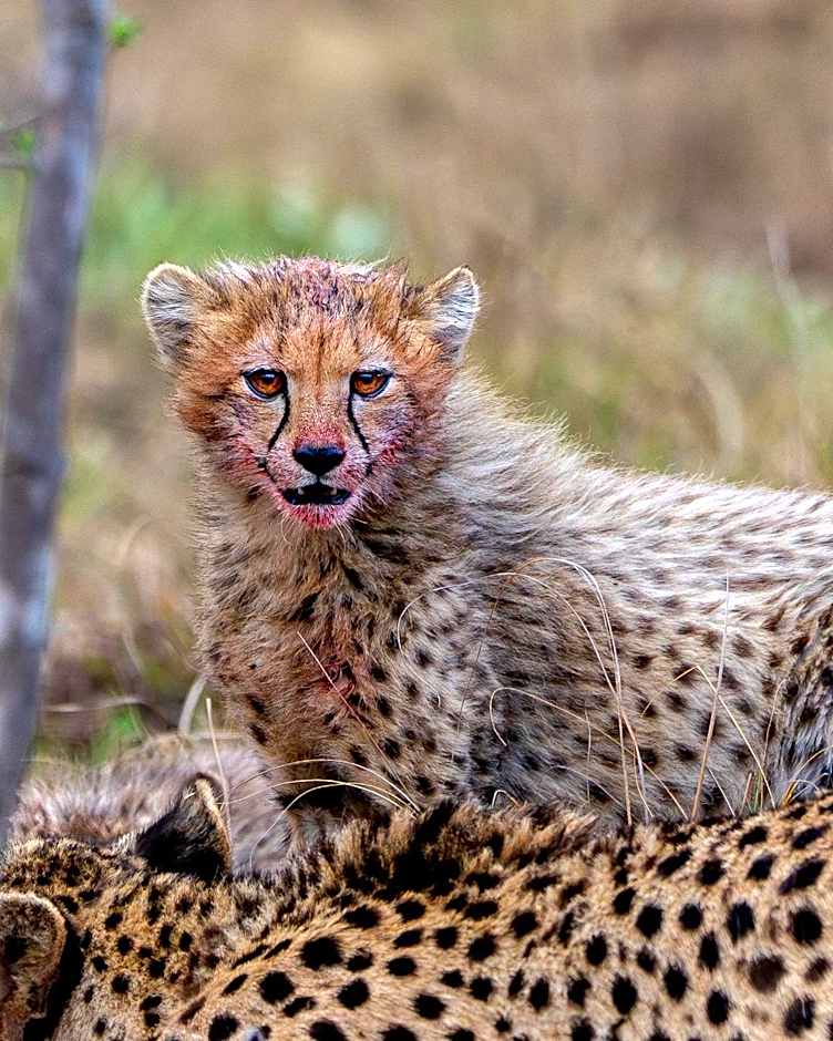 Sediba Luxury Safari Lodge