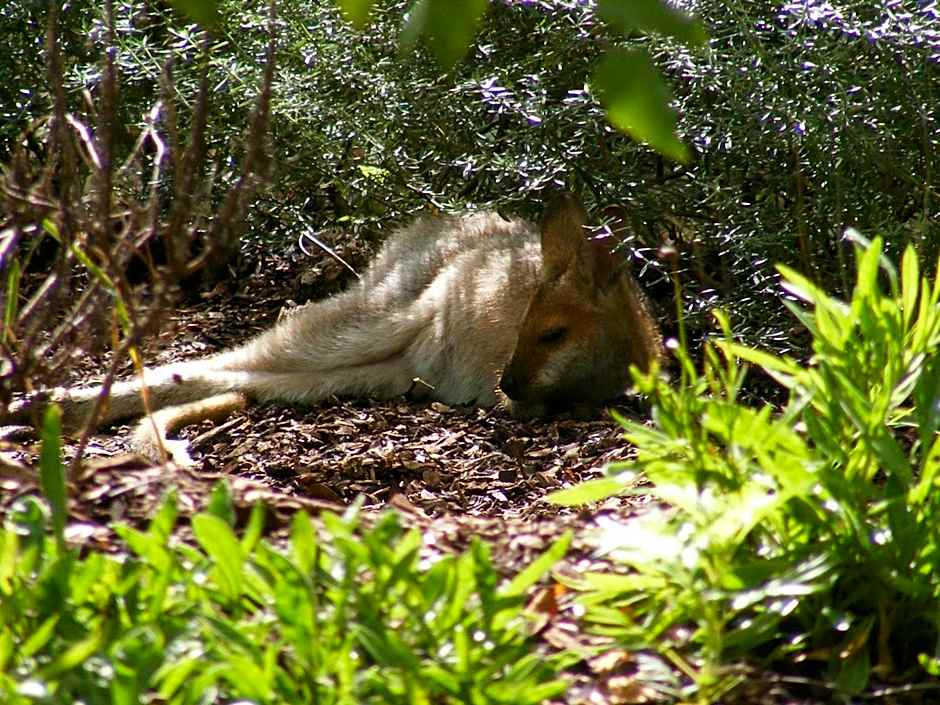 Wallaby Ridge Retreat