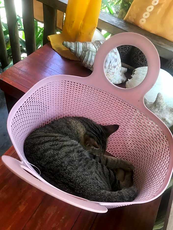 Balili Farm At Nacpan