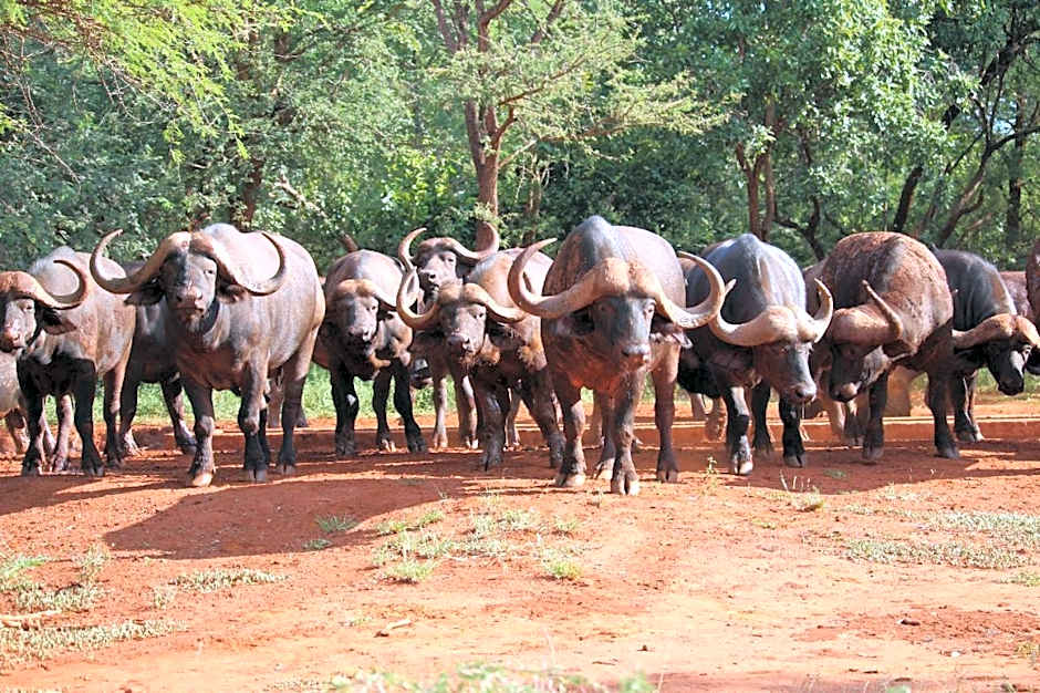 Kilima Private Game Reserve & Spa