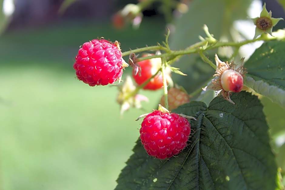 The Queen, A Victorian Bed & Breakfast