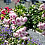B&B La Vie En Roses