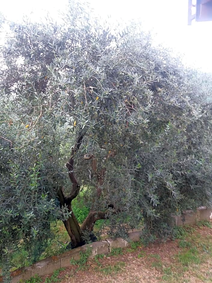 IL CEPPO sui sentieri per Amalfi